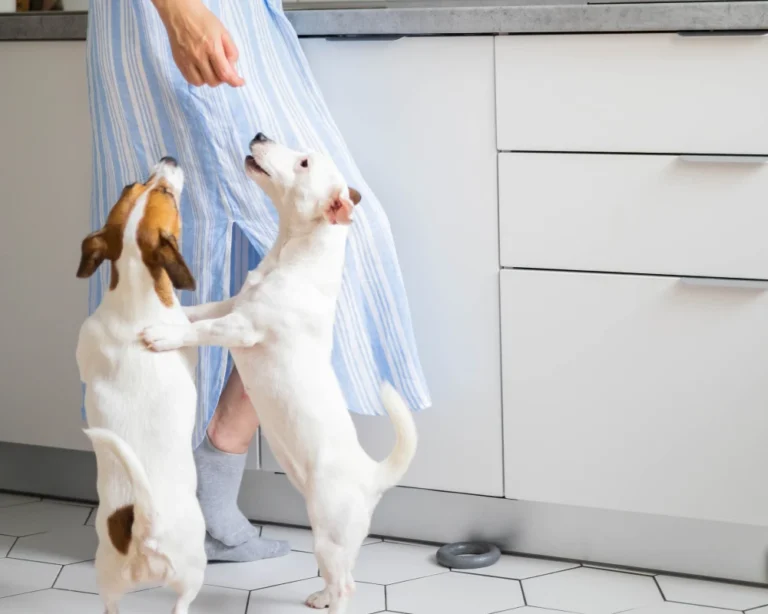 automatic pet feeder